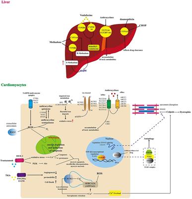 A novel degradable PEG superparamagnetic iron oxide capsule coupled with a polyphenolic nano-enzymatic conjugate (PSPM-NE), to treat ROS-driven cardiovascular-diseases, tested in atherosclerosis as a model disease, and hypothesizing autoimmunity as an atheroma's trigger